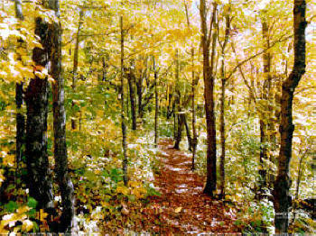 AutumnLeaves1.10